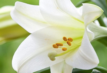 百合花對貓有劇毒？